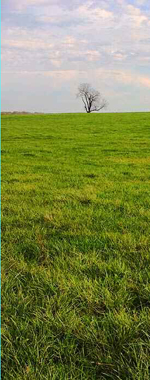 Tree in a grass field