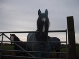 Horse lookng over gate