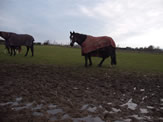 Two horses in a field